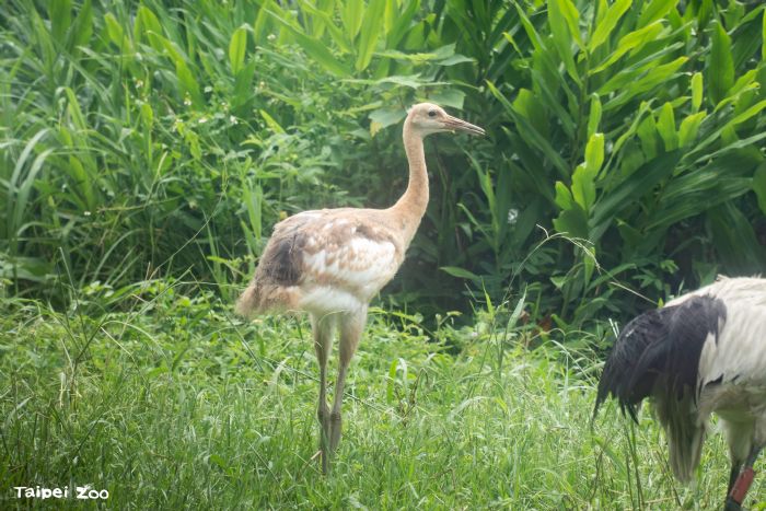 四年等待迎來新生命，臺北動物園丹頂鶴寶寶滿60日齡，成長模樣天天都有驚喜